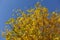 Orangey yellow leafage of ash tree against the sky in October