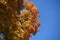 Orangey yellow leafage of maple against blue sky