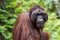 Orangutan, adult male, close-up of face and hair in the nature of Borneo, Malaysia Sarawak Kuching region