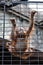 Orangutan baby climbing in animal cage