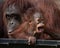 Orangutan - Baby with funny face