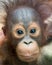 Orangutan - Baby with funny face