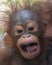 Orangutan - Baby with funny face