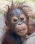 Orangutan - Baby with funny face