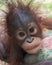 Orangutan - Baby with funny face