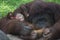 Orangutan baby monkey holding plastic straw in the mouth