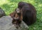 Orangutan baby monkey sitting near mother