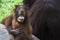 Orangutan baby monkey sitting in the zoo