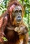 Orangutan baby sucks its mother`s breast milk