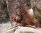 Orangutan - Baby with surprised look