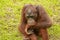 An orangutan is bored at the ZOO, Bali, Indonesia. Sumatran Orangutan closeup