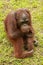 An orangutan is bored at the ZOO, Bali, Indonesia. Sumatran Orangutan closeup