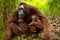 Orangutan in Borneo Indonesia.