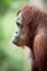 Orangutan borneo indonesia