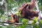 Orangutan borneo indonesia