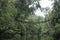 Orangutan bridge on Kinabatangan River, Borneo