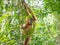 Orangutan in Bukit Lawang climb down from the tree