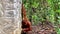 Orangutan in Bukit Lawang National Park in Sumatra