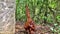 Orangutan in Bukit Lawang National Park in Sumatra