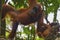 Orangutan, Bukit Lawang, Sumatra, Indonesia