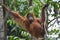 Orangutan, Bukit Lawang, Sumatra, Indonesia