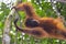 Orangutan, Bukit Lawang, Sumatra, Indonesia