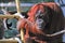 Orangutan in captivity