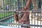 Orangutan in captivity at zoo