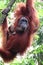 Orangutan caring Mother