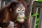 Orangutan chewing leaf
