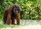 Orangutan in chiangmai zoo chiangmai Thailand