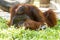 Orangutan in chiangmai zoo chiangmai Thailand