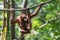 Orangutan climbing in the safari