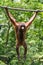Orangutan climbing in the safari