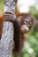 Orangutan climbing a tree.
