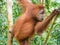 Orangutan climbing a tree in Bukit Lawang, Indonesia
