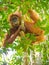 Orangutan Climbing a tree, Bukit Lawang, Indonesia