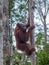 Orangutan climbing a tree on their strong paws in the jungles of Indonesia