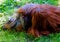 Orangutan close up