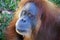 Orangutan Close-up looking at Camera