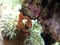 Orangutan crab on bubble coral Raja Ampat Indonesia