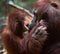 Orangutan with a cub