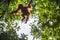 Orangutan cub on the tree.Baby orangutan (Pongo pygmaeus). The cub silhouette of an orangutan in green krone of trees.
