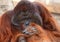 Orangutan the deep thinker