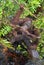 Orangutan drinking water from the river in the jungle. Central Bornean orangutan Pongo pygmaeus wurmbii in the wild nature, na