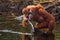 Orangutan drinking water from the river in the jungle. Indonesia. The island of Kalimantan (Borneo).