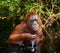 Orangutan drinking water from the river in the jungle. Indonesia. The island of Kalimantan (Borneo).