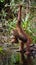 Orangutan drinking water from the river in the jungle. Indonesia. The island of Kalimantan (Borneo).