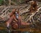 Orangutan drinking water from the river in the jungle. Indonesia. The island of Kalimantan (Borneo).