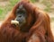 Orangutan eating
